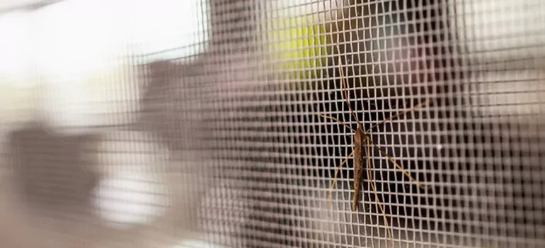 Repair Mosquito Mesh For Windows in Palm Coast, FL